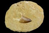 Mosasaur (Prognathodon) Tooth In Rock - Morocco #127672-1